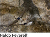 Naldo Peverelli